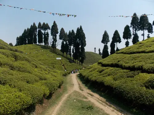darjeeling tea garden visit